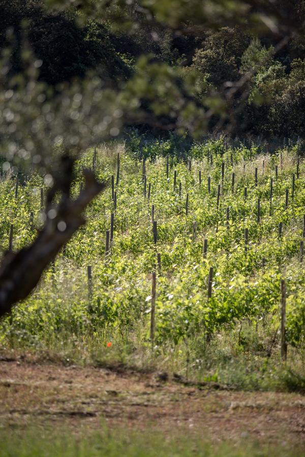Domaine Monte Verdi Flayosc Exterior foto